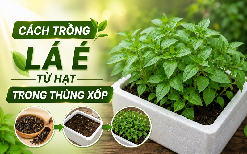 cách trồng lá é từ hạt trong thùng xốp