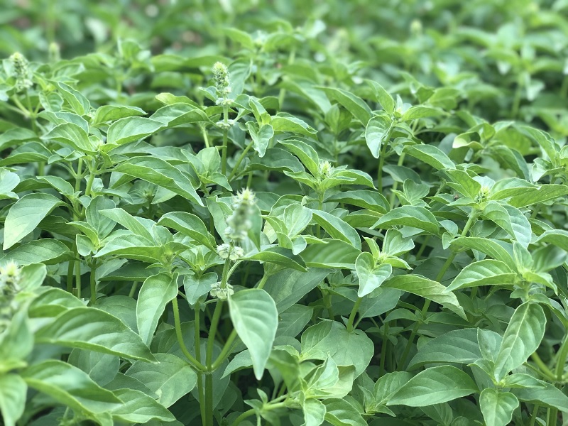 Lưu ý khi trồng lá é bằng hạt