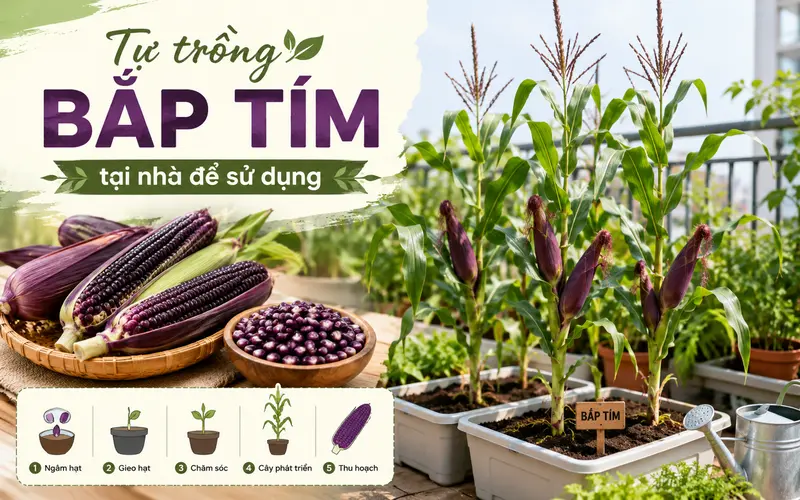 tu-trong-bap-tim-tai-nha-de-su-dung